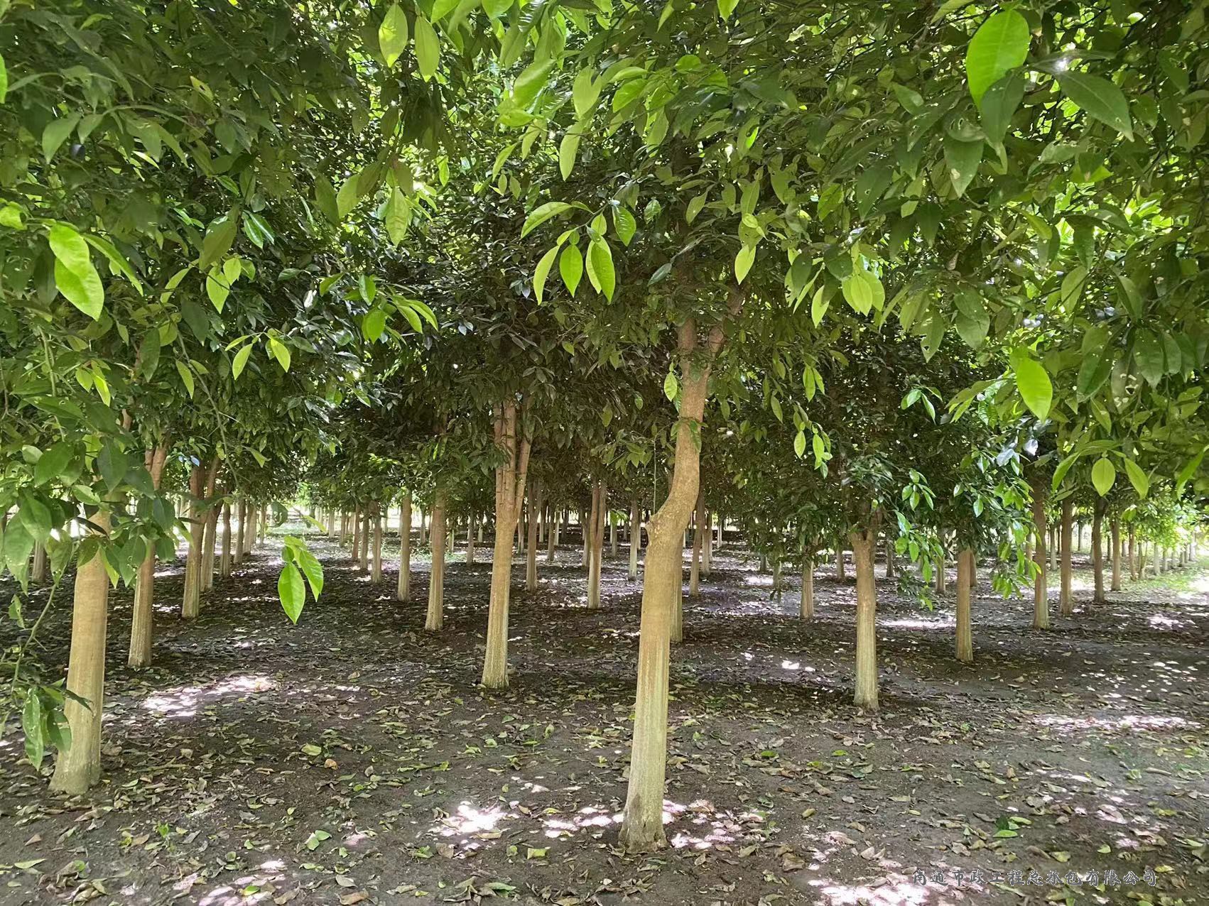 香櫞樹（直徑約8至12厘米，約3000棵）